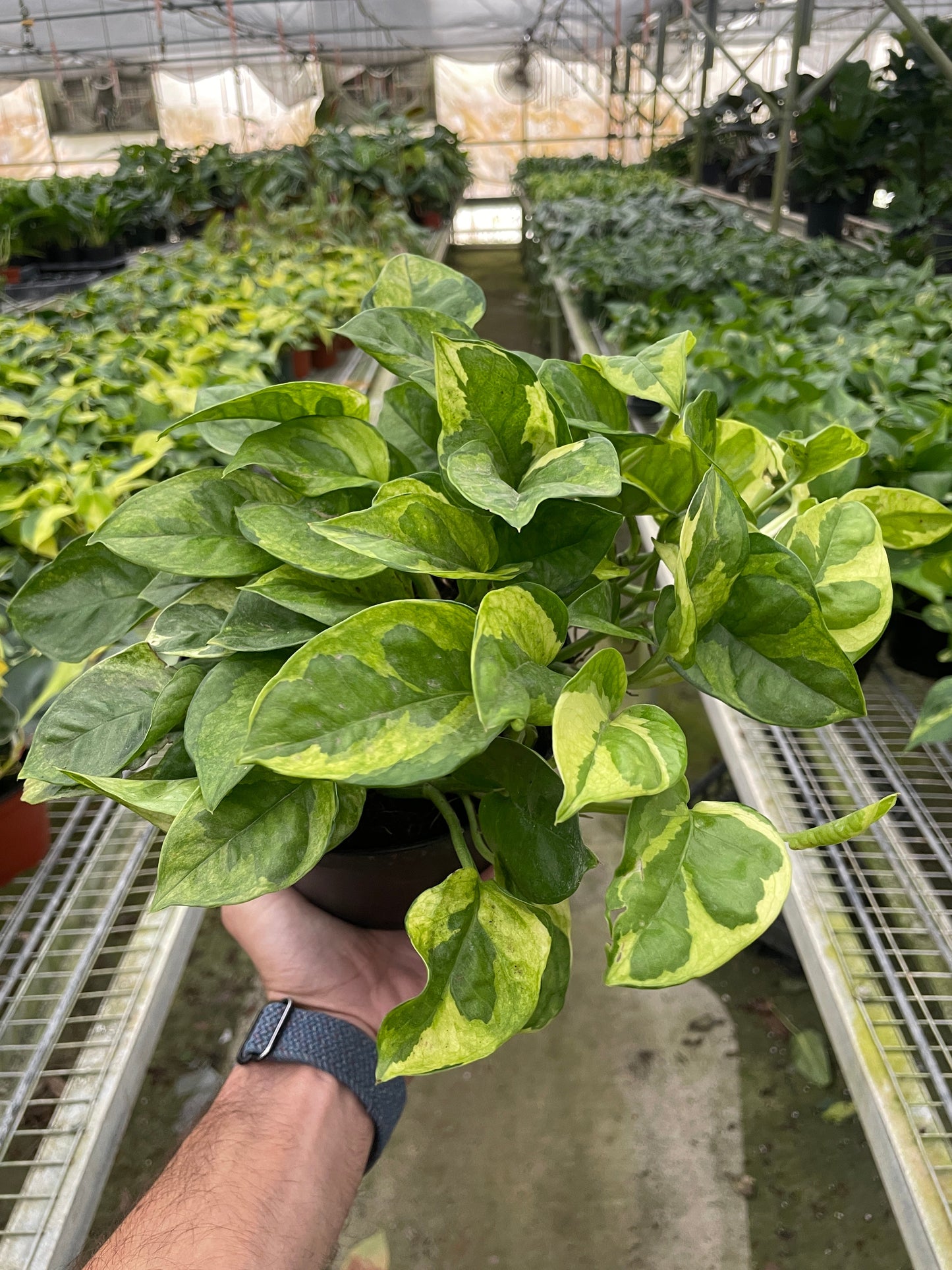Epiprenmum Aureum 'Lemon Meringue' Pothos- 🌱 Beginner-Friendly, Low Maintenance, Beautiful Small Green Leaves With Vibrant Gold Variegation- (6 Inch Nursery Pot)