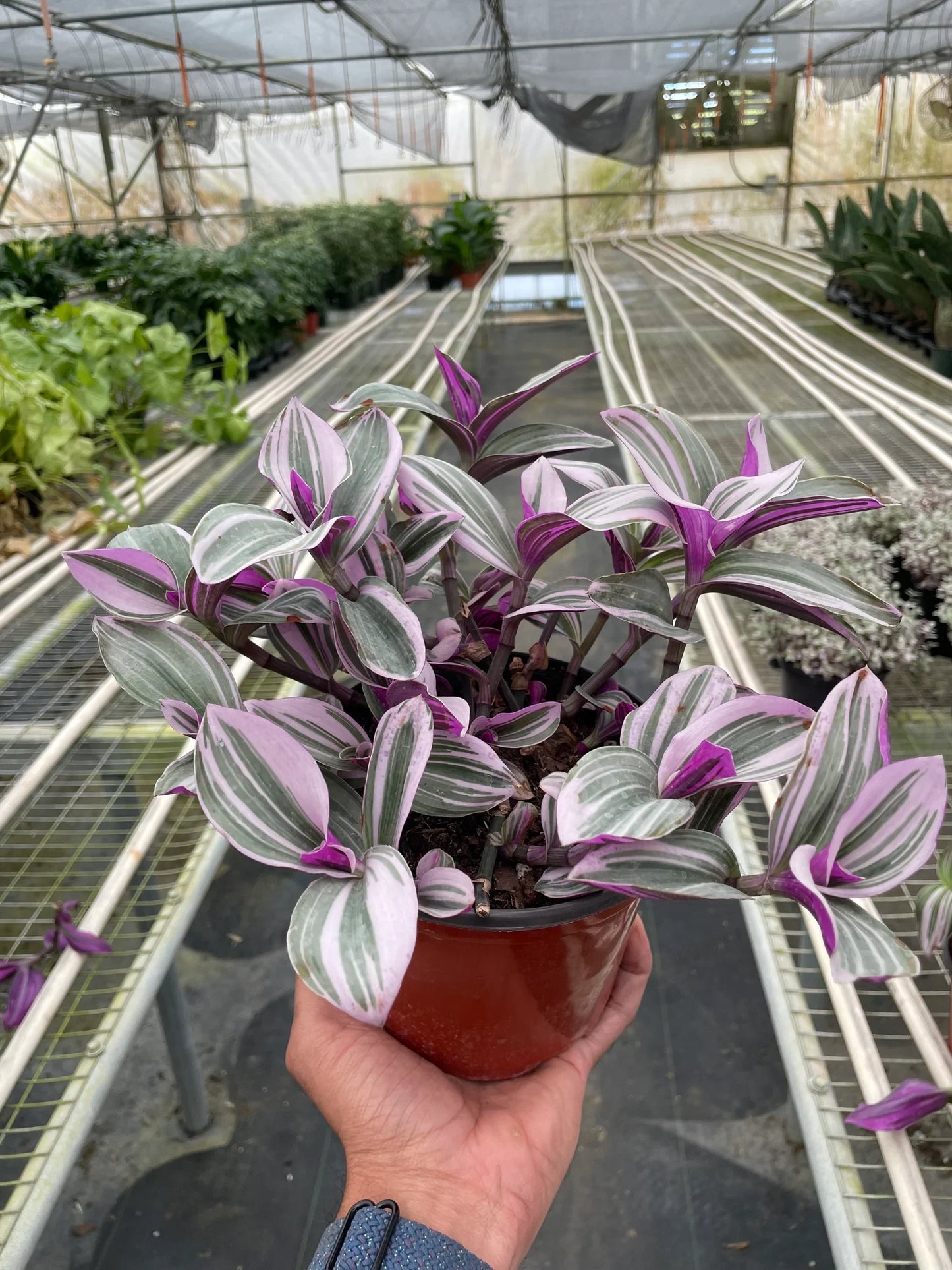 Tradescantia Albiflora 'Nanouk' Plant- Colorful, Low Maintenance, Trailing Tropical Houseplant- (4" or 6" Nursery Pot)