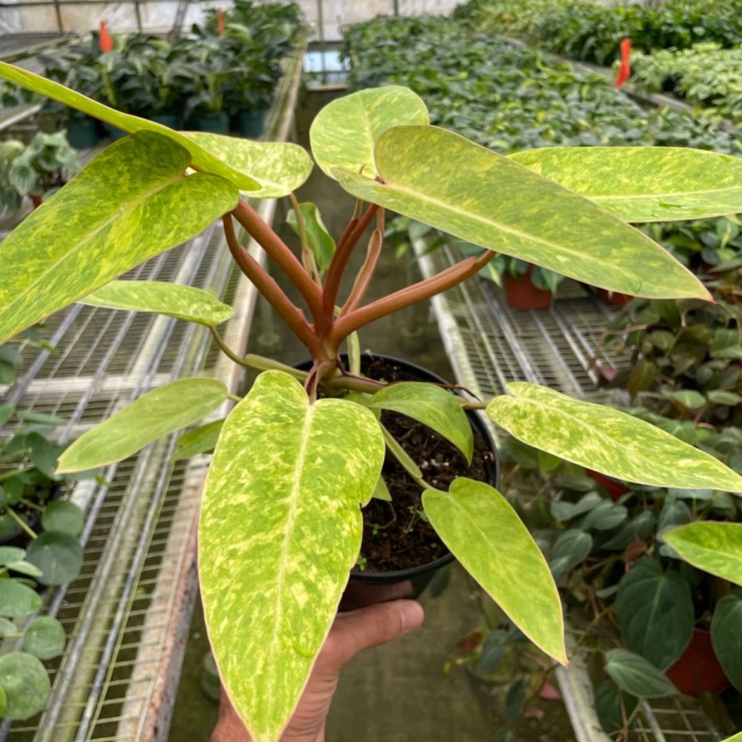Philodendron 'Painted Lady' Variegated Climbing Tropical Plant - Hybrid of P. Erubescens Burgundy & Emerald Queen - (4" or 6" Size Nursery Pot)