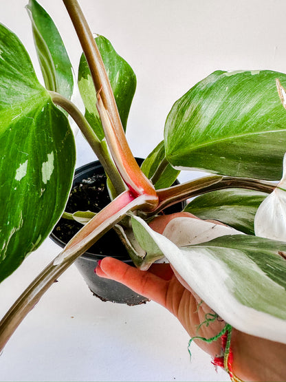 6" Philodendron White Knight