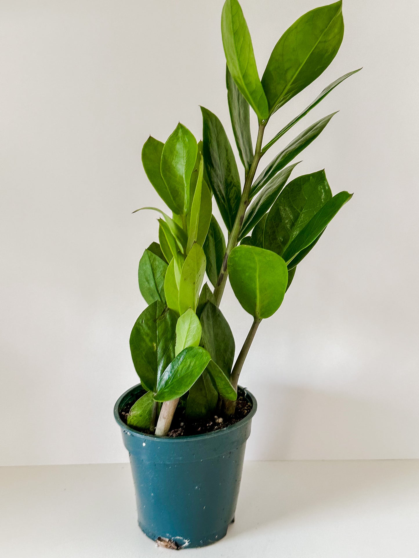 Zamioculcas Zamiifolia 'ZZ Plant'- 🌱 Beginner Friendly, Low Light, Drought Tolerant Tropical Houseplant- (3 Inch, 4 Inch, or 6 Inch Nursery Pot)