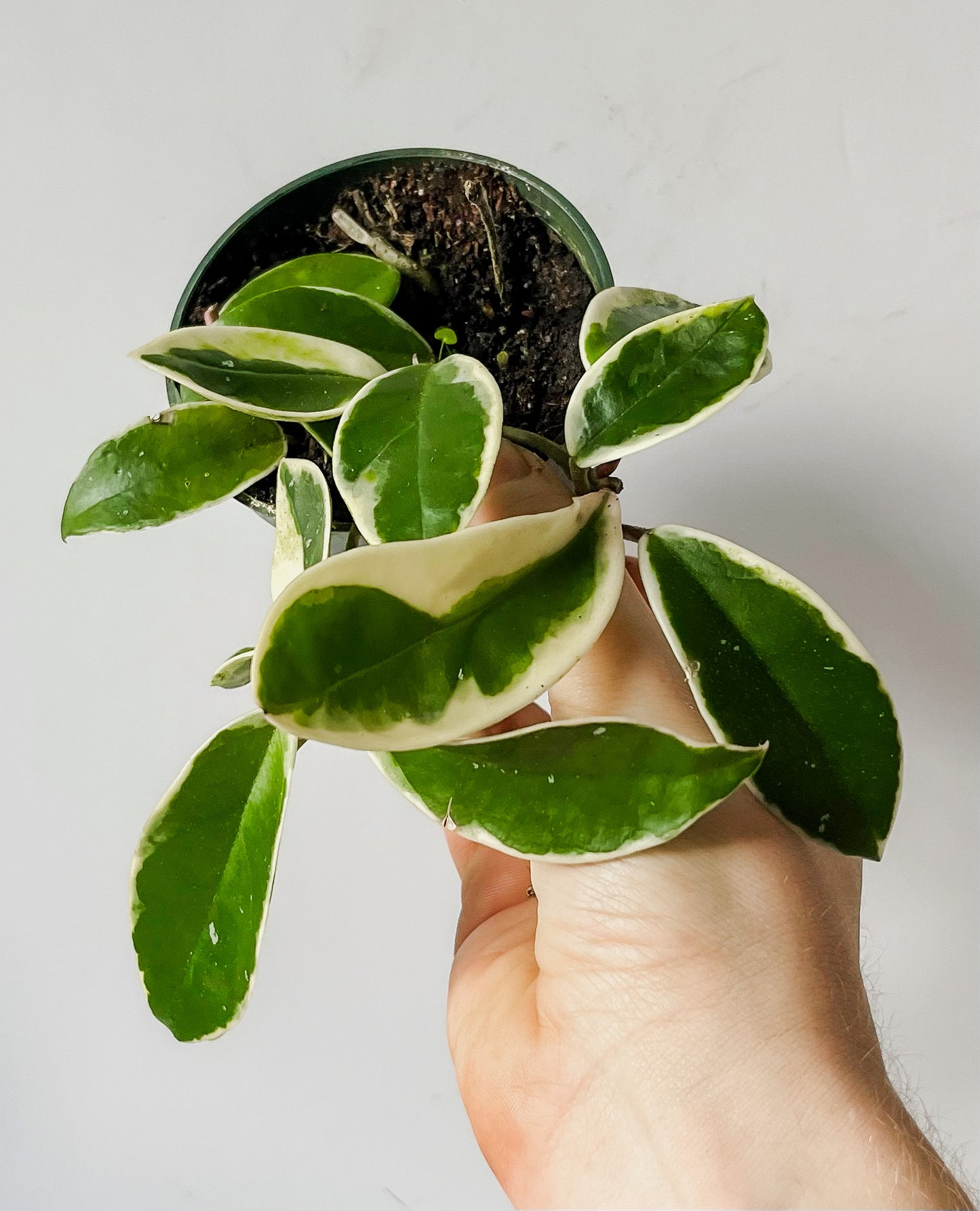 Hoya Carnosa 'Tricolor' - Easy Care, Flowering, Vining/Trailing (🐾 Pet Friendly) Plant- Tropical Houseplant (4" or 6" Pot)