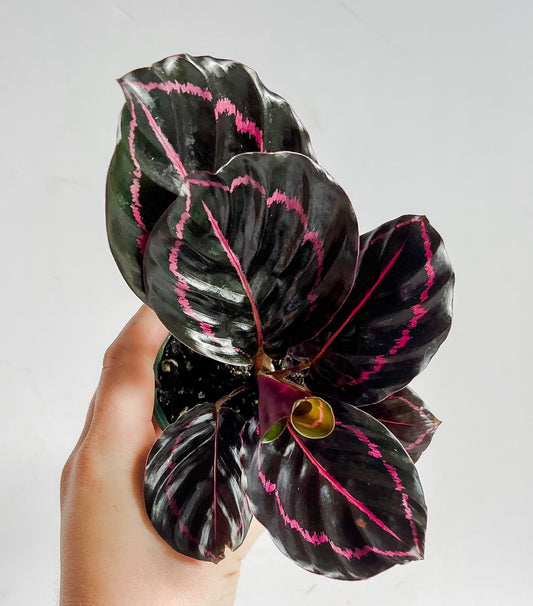 Calathea 'Dottie' Peacock Plant - Beautiful Purple Pink Colored Glossy Leaves (🐾 Pet Friendly) - Tropical Houseplant (4" or 6" Pot)