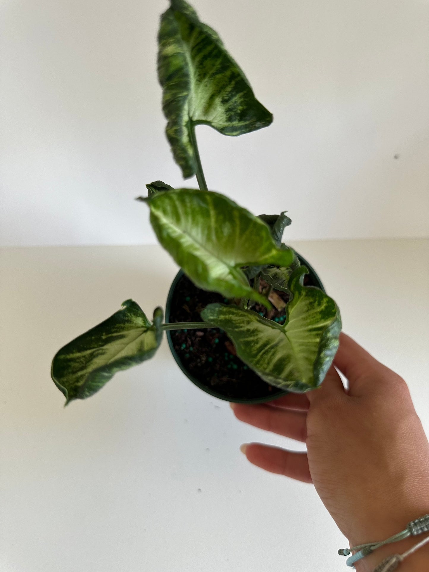 Syngonium 'Godzilla'- Climbing Variety With Green & White Contorted Leaves- Tropical Houseplant- (4 Inch Nursery Pot)
