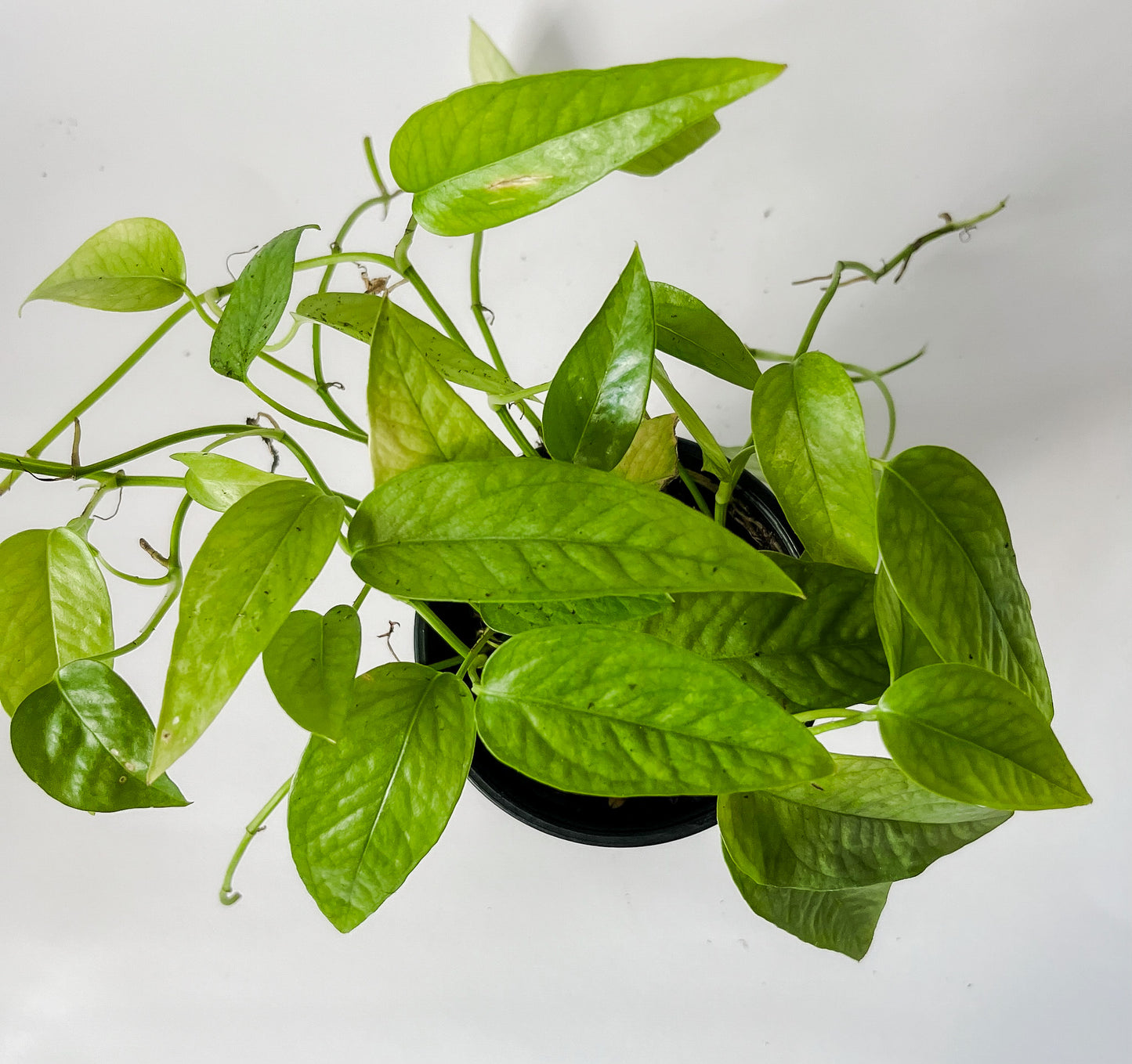 Epipremnum Pinnatum 'Cebu Blue' Pothos- Easy Care, Quick Growing, Beautiful Silvery Green Colored Leaves That Fenestrate - Tropical Houseplant (4" or  6" Pot)