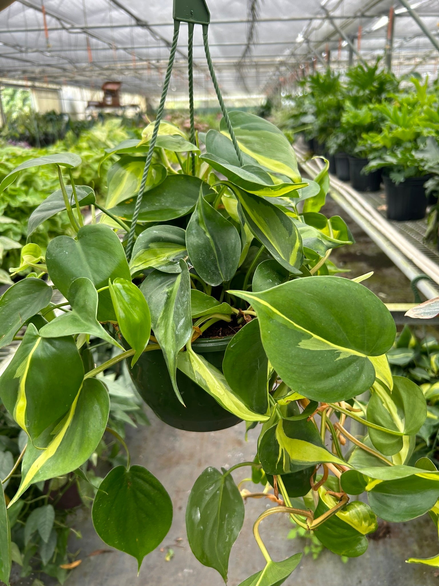 8" Philodendron Brasil XL Hanging Basket- Tropical Houseplant