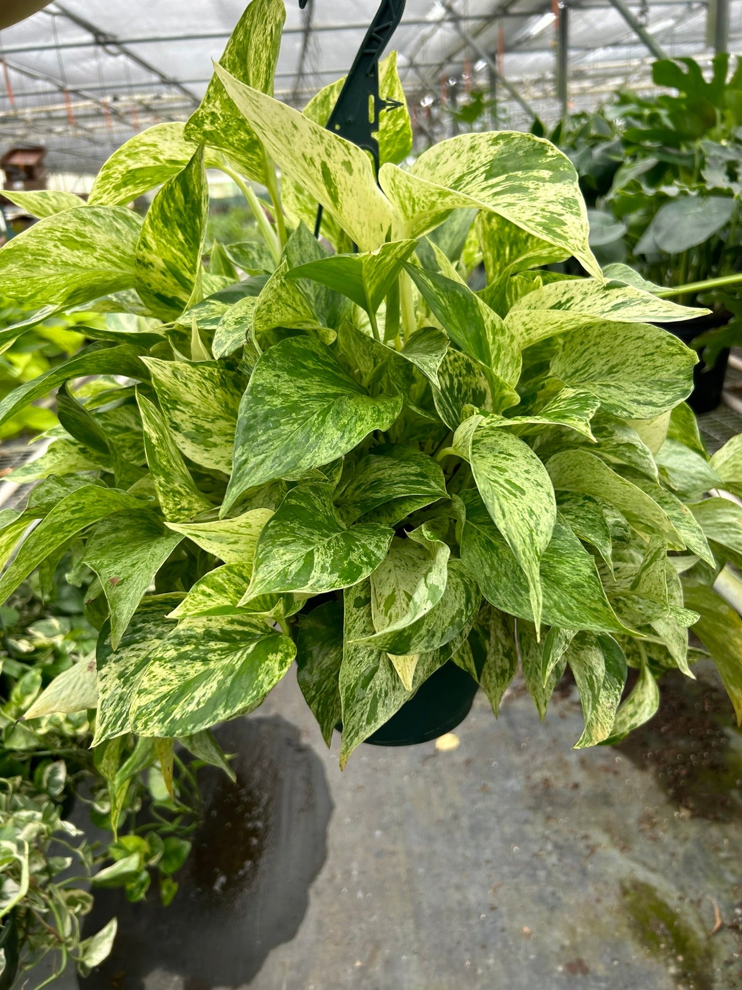Epipremnum Aureum 'Marble Queen' Pothos- 🌱 Beginner-Friendly, Beautiful Trailing, Air Purifying, Extremely Low Maintenance Tropical Houseplant (3 Inch, 4 Inch, 6 Inch)