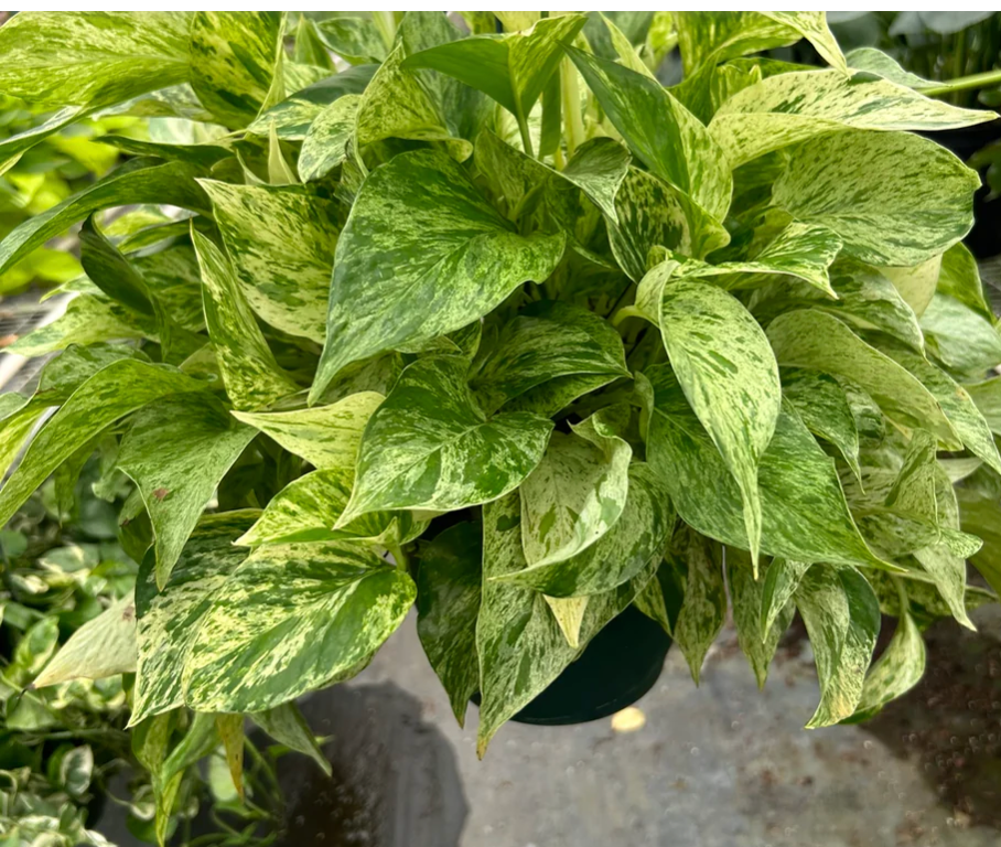 Epipremnum Aureum 'Marble Queen' Pothos- 🌱 Beginner-Friendly, Beautiful Trailing, Air Purifying, Extremely Low Maintenance Tropical Houseplant (3 Inch, 4 Inch, 6 Inch)
