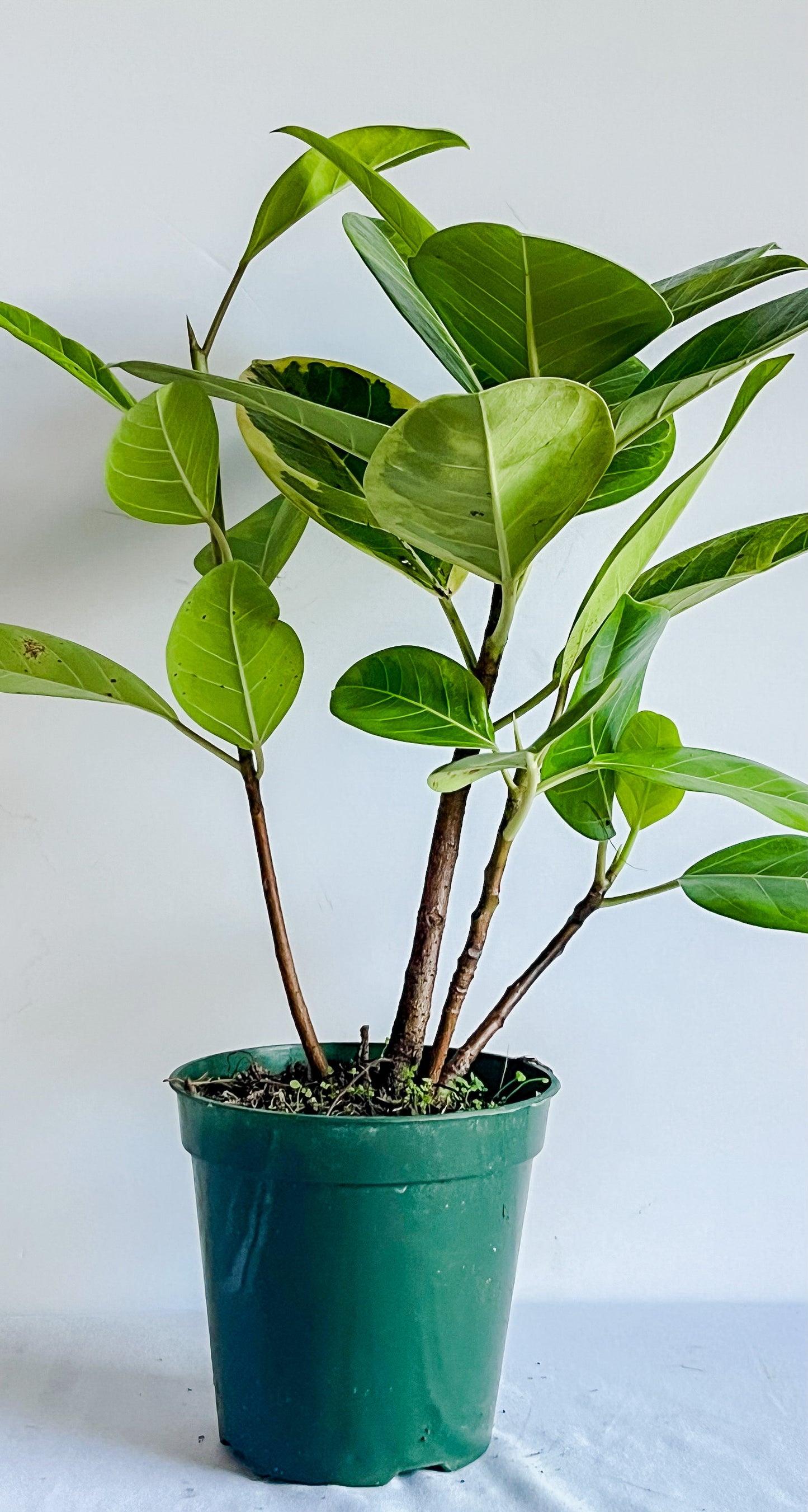 Ficus Altissima 'Yellow Gem' Rubber Tree Plant- Stunning, Vibrant, Yellow- Lime Green Variegated Leaves- Tropical Tree Houseplant (4" or 6" Pot)
