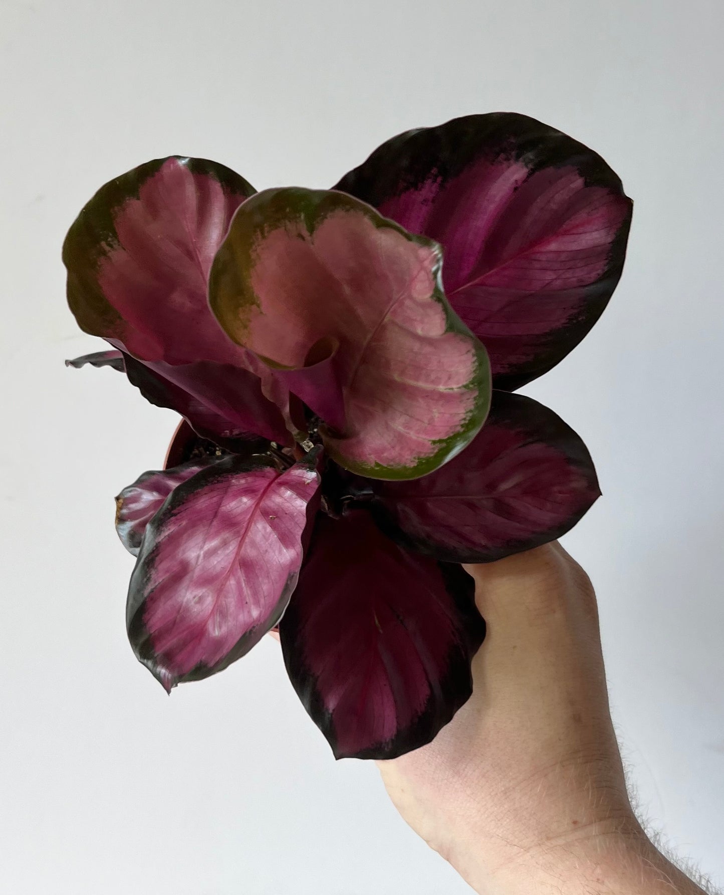 Calathea 'Purple Rose' (Geoppertia Roseopicta)