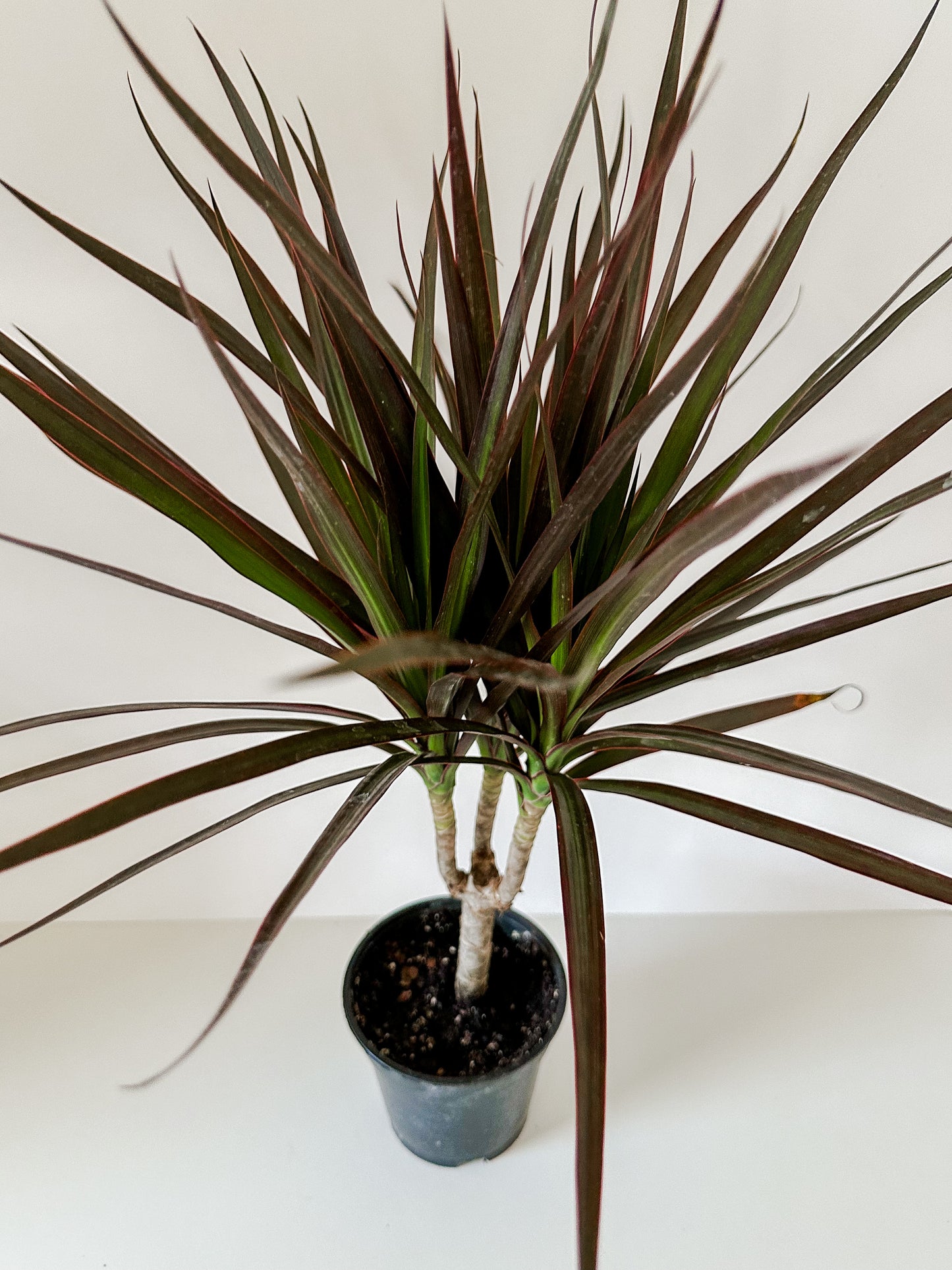 Dracaena 'Marginata Magenta'- Cute, 🌱 Beginner Friendly, Low Maintenance Tropical Tree Plant For Office or Low Light Rooms- (4 Inch or 6 Inch Nursery Pot)