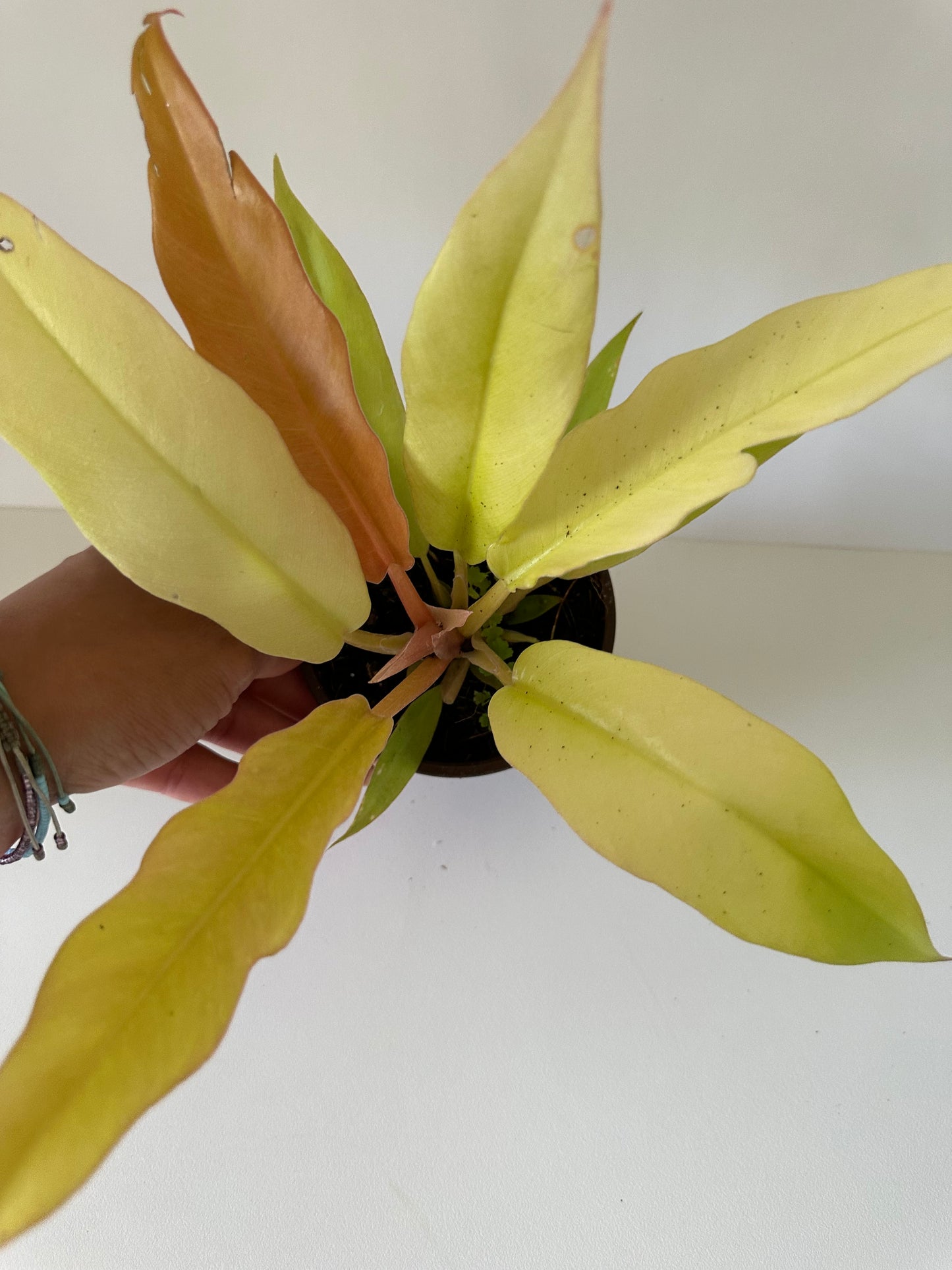 Philodendron 'Ring of Fire Gold' (Henderson's Pride)- Beautiful Hybrid With White Cream, Green, Orange & Red Leaves- Tropical Houseplant- (4 Inch Nursery Pot)