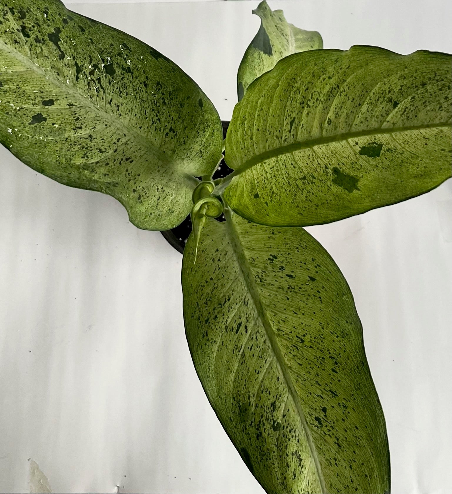 6" Dieffenbachia Camouflage- Plante La Vie