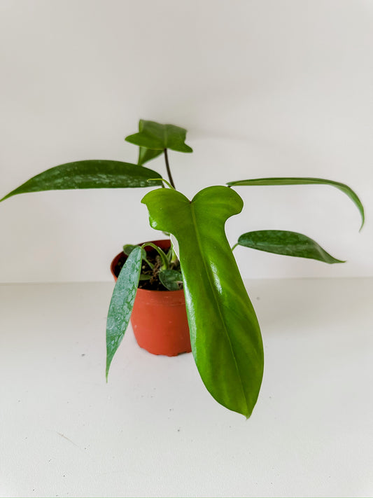 Philodendron 'Florida Green' (P. Squamiferum and P. Pedatum)- Stunning Climbing Hybrid With Unique Shaped Leaves - Tropical Houseplant- (4 Inch Nursery Pot)