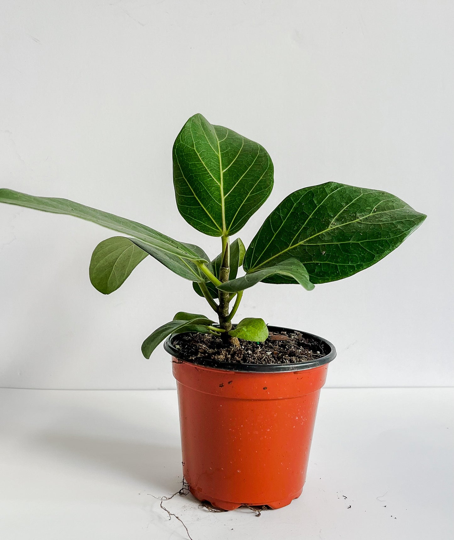 Ficus Elastica 'Audrey' Rubber Tree Plant