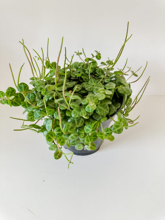 Peperomia Prostrata 'String of Turtles'- Slow Growing, Trailing, Low Maintenance Succulent Vine, With Turtle-Like Shell Leaves- Tropical Houseplant- (4 Inch or 6 Inch Nursery Pot)