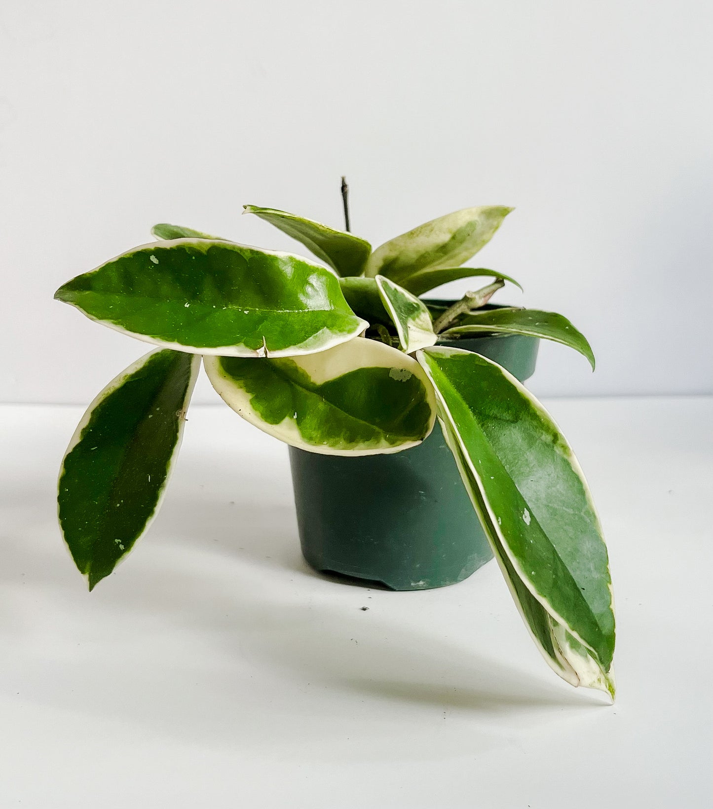 Hoya Carnosa 'Tricolor' Krimson Queen Plant (🐾 Pet Friendly)