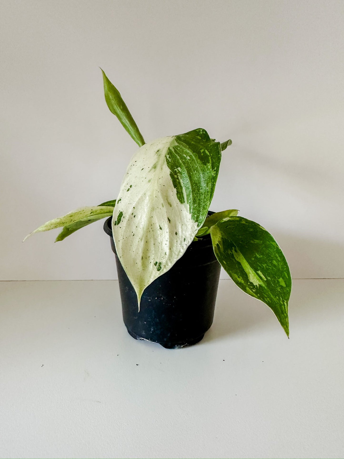 4" Philodendron 'Jose Buono'- Gorgeous White Cream Variegation Leaves- *Sellers Choice*