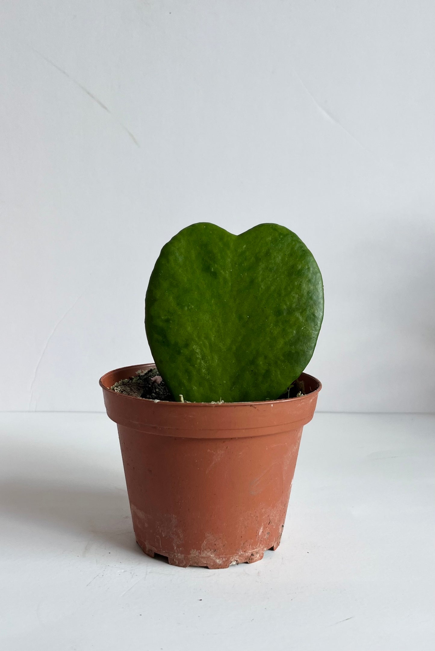 Hoya Kerrii 'Sweetheart' Plant (🐾 Pet Friendly)