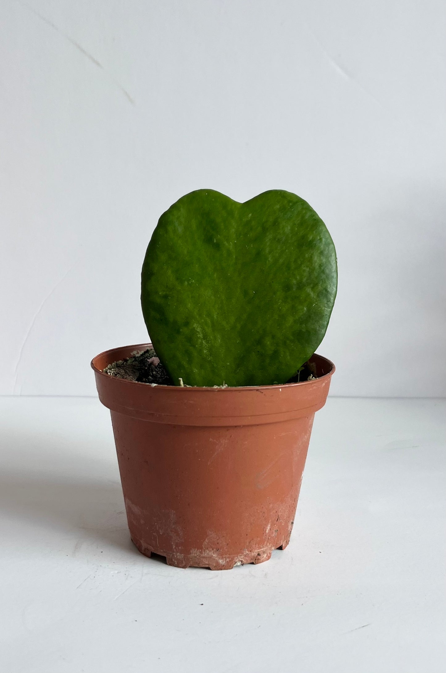 Hoya Kerrii 'Sweetheart' Plant (🐾 Pet Friendly)