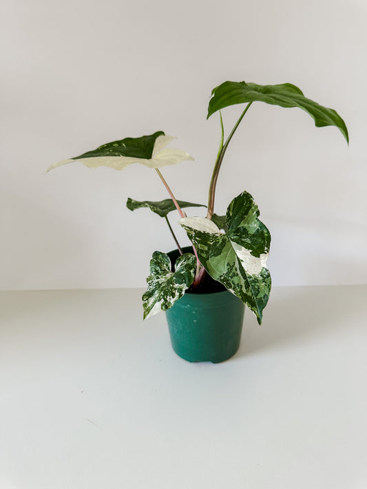 Syngonium 'Albo Variegata'- Gorgeous Shaped Leaves With Stunning White Variegation- Tropical Houseplant- 4 Inch Nursery Pot