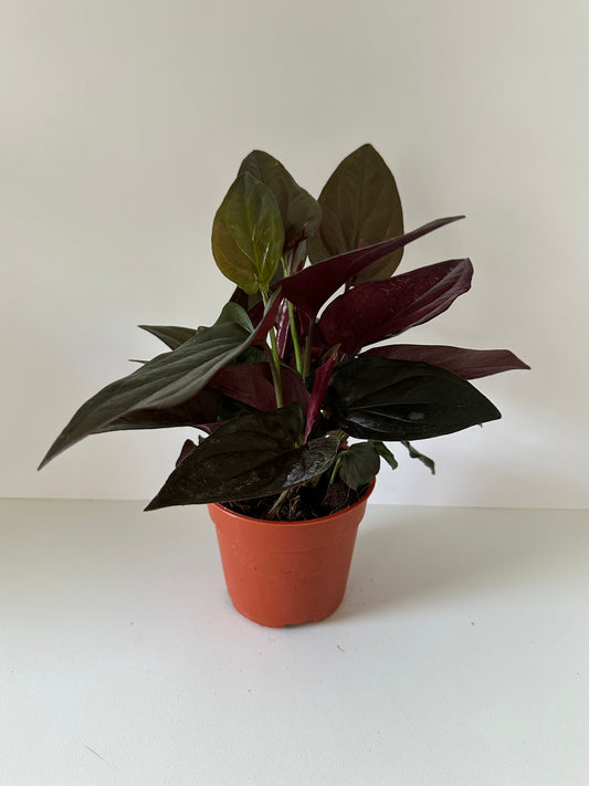 Syngonium Erythrophyllum 'Red Arrow'- Low Maintenance Evergreen Climbing Plant With Hardy Leaves and Red Undersides- Tropical Houseplant- (4 Inch Nursery Pot)