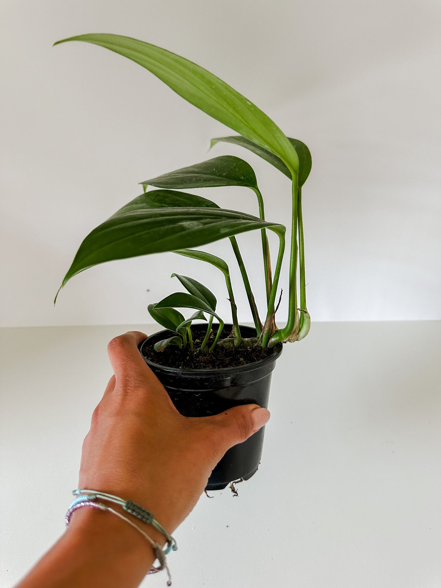 Rhaphidorphora Decursiva  'Dragon Tail' Plant- Unique Shaped Leaves With Vines- Tropical Houseplant (4" or 6" Nursery Pot)