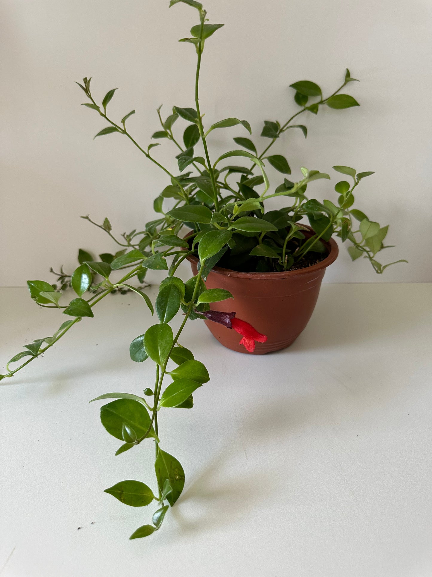 Aeschynanthus Lipstick 'Mona Lisa' - Trailing, Flowering Tropical Houseplant- (4" or 6" Nursery Pot)