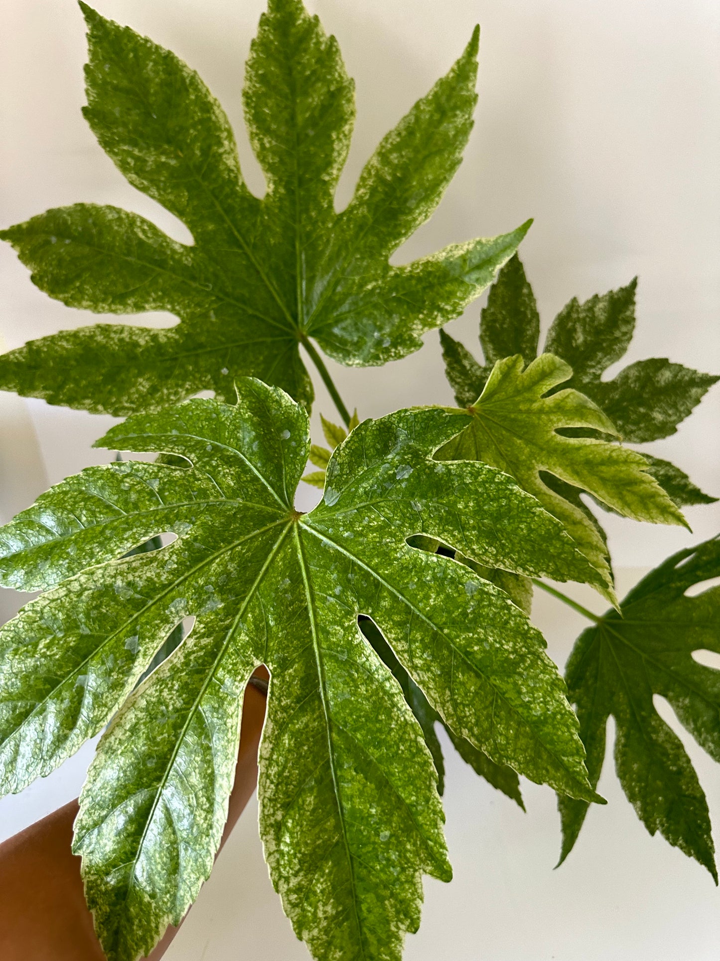Fatsia Japonica 'Spider's Web'- Wonderful Handsome-like Green & White Splashed Foliage, Shade Tropical Plant- (6 Inch Nursery Pot)