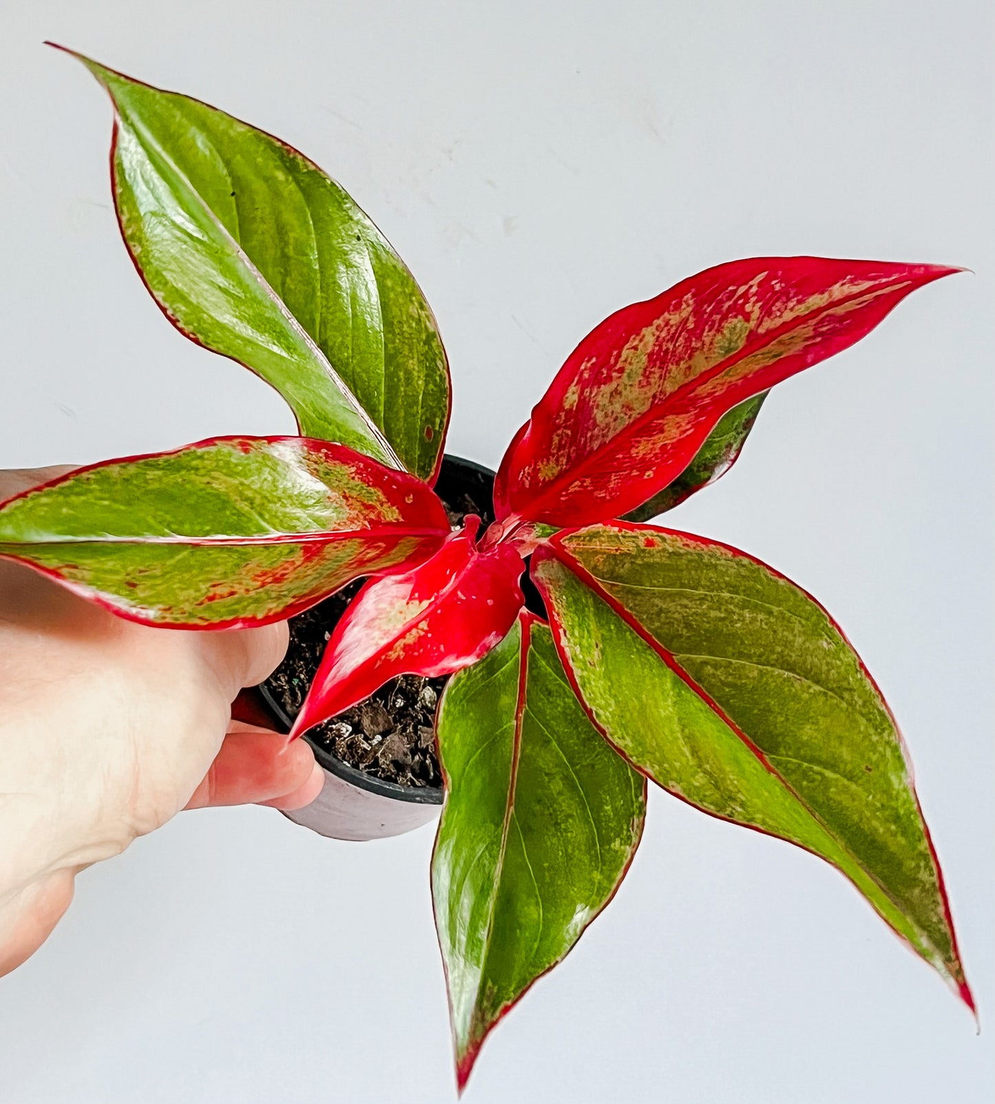 Aglaonema 'Red Siam Auora' - Chinese Evergreen Plant- Low Light & Drought Tolerant, Beginner Friendly Plant With Colorful Leaves - Tropical Houseplant (4" or 6" Pot)