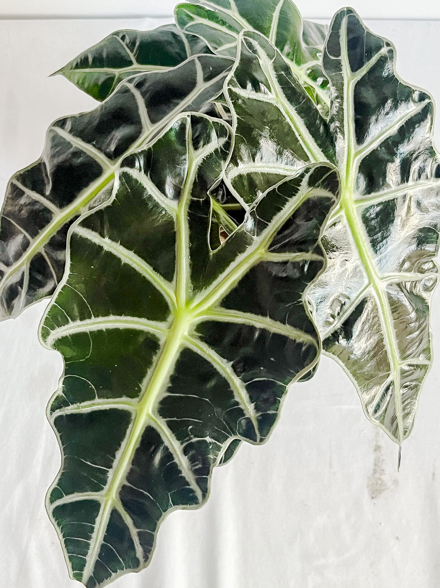 Alocasia Polly 'African Mask' Plant