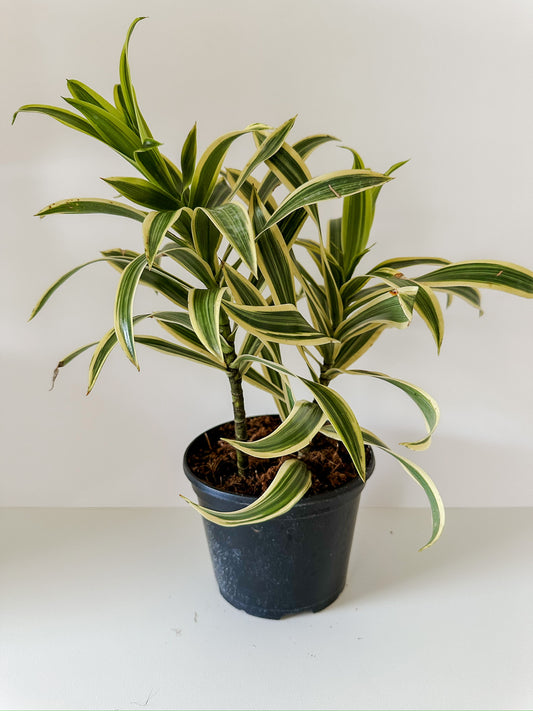 Dracaena 'Song of India'- Beautiful, 🌱 Beginner Friendly, Low Maintenance Tropical Tree Plant For Office or Low Light Rooms- (4 Inch or 6 Inch Nursery Pot)