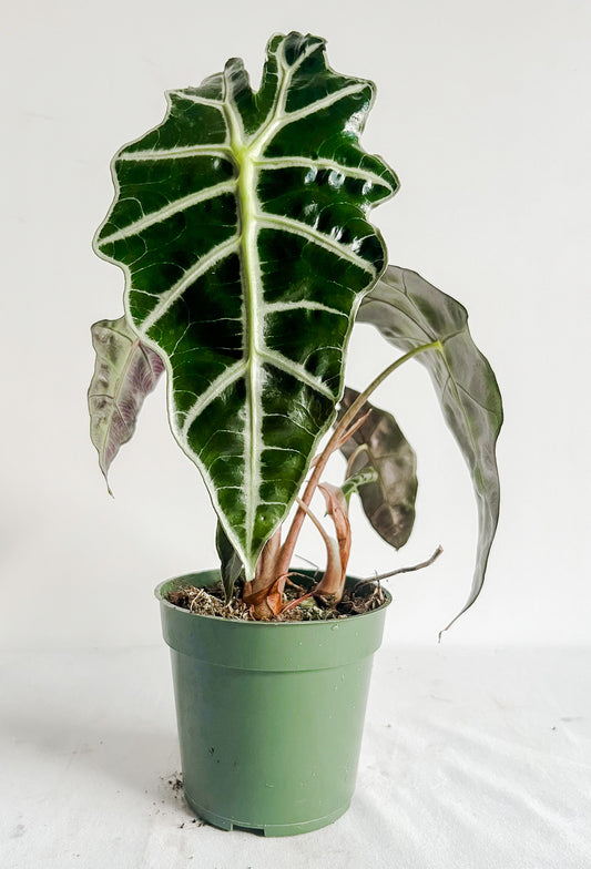 Alocasia Polly 'African Mask' Plant- Large, Black Glossy Leaves With Prominent Eye-Catching Veins- Tropical  Houseplant (4" or  6" Pot)