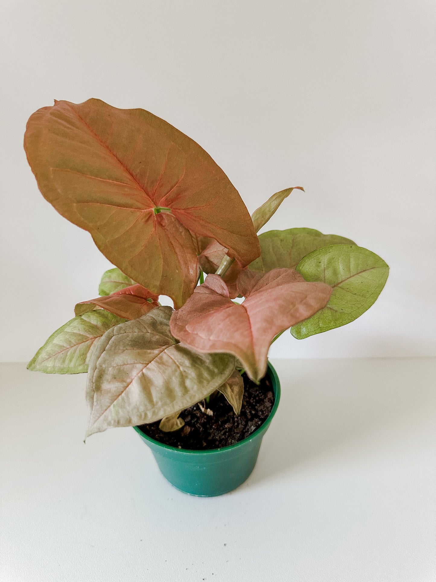 Syngonium Podophyllum 'Strawberry' - Large, Thin, Heart Shaped Strawberry Colored Leaves, Low Maintenance Tropical Houseplant- (3 Inch, 4 Inch or 6 Inch Nursery Pot)