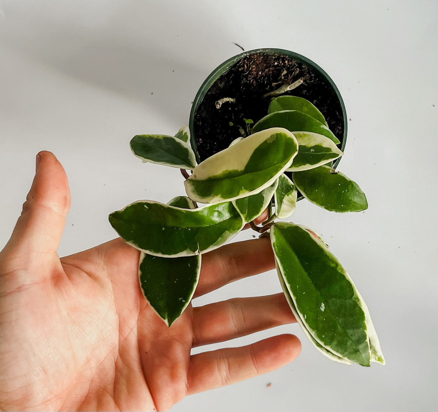 Hoya Carnosa 'Tricolor' Krimson Queen Plant (🐾 Pet Friendly)
