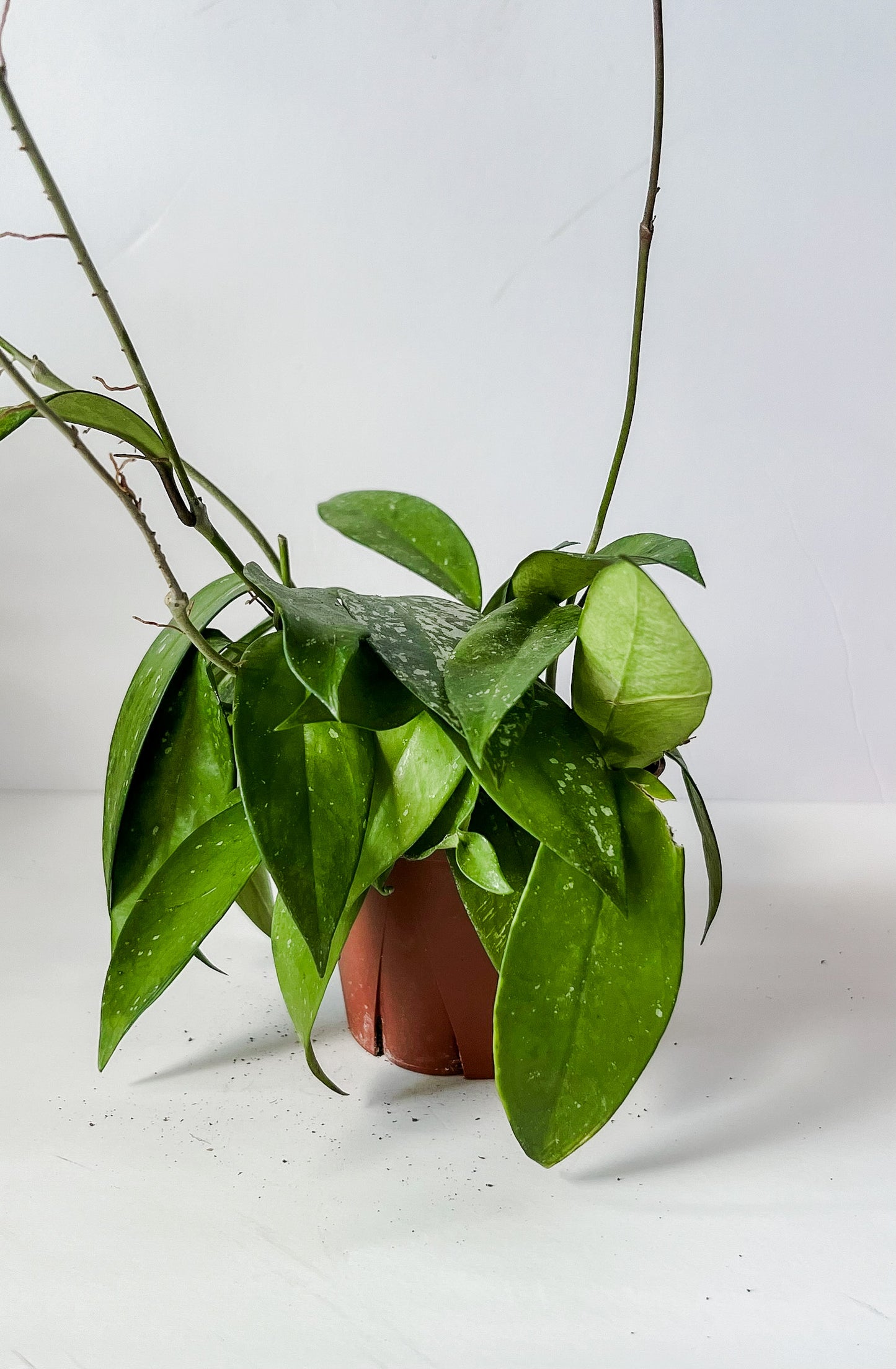 Hoya 'Publicalyx' Plant (🐾 Pet Friendly)