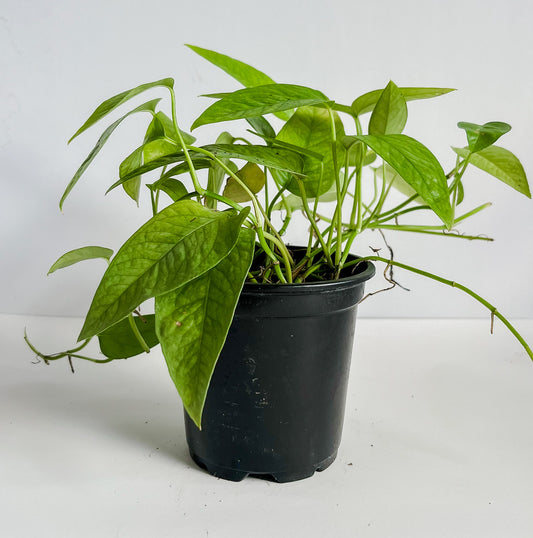 Epipremnum Pinnatum 'Cebu Blue' Pothos- Easy Care, Quick Growing, Beautiful Silvery Green Colored Leaves That Fenestrate - Tropical Houseplant (4" or  6" Pot)