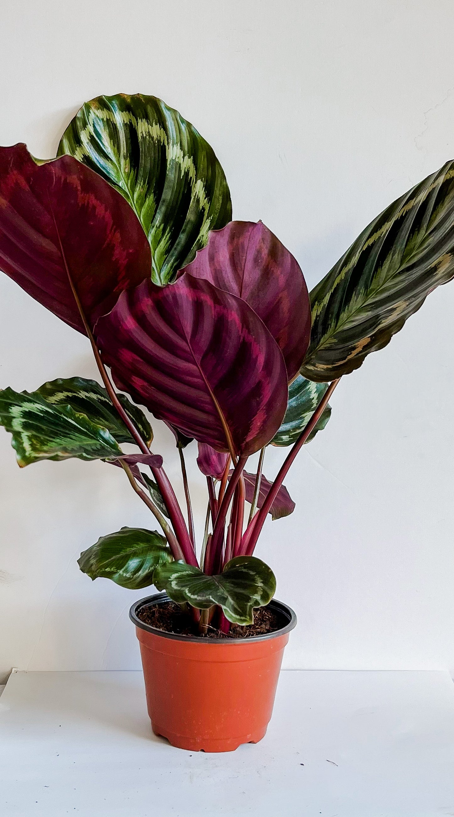 Calathea Roseopicta 'Medallion' Prayer Plant (🐾 Pet Friendly)