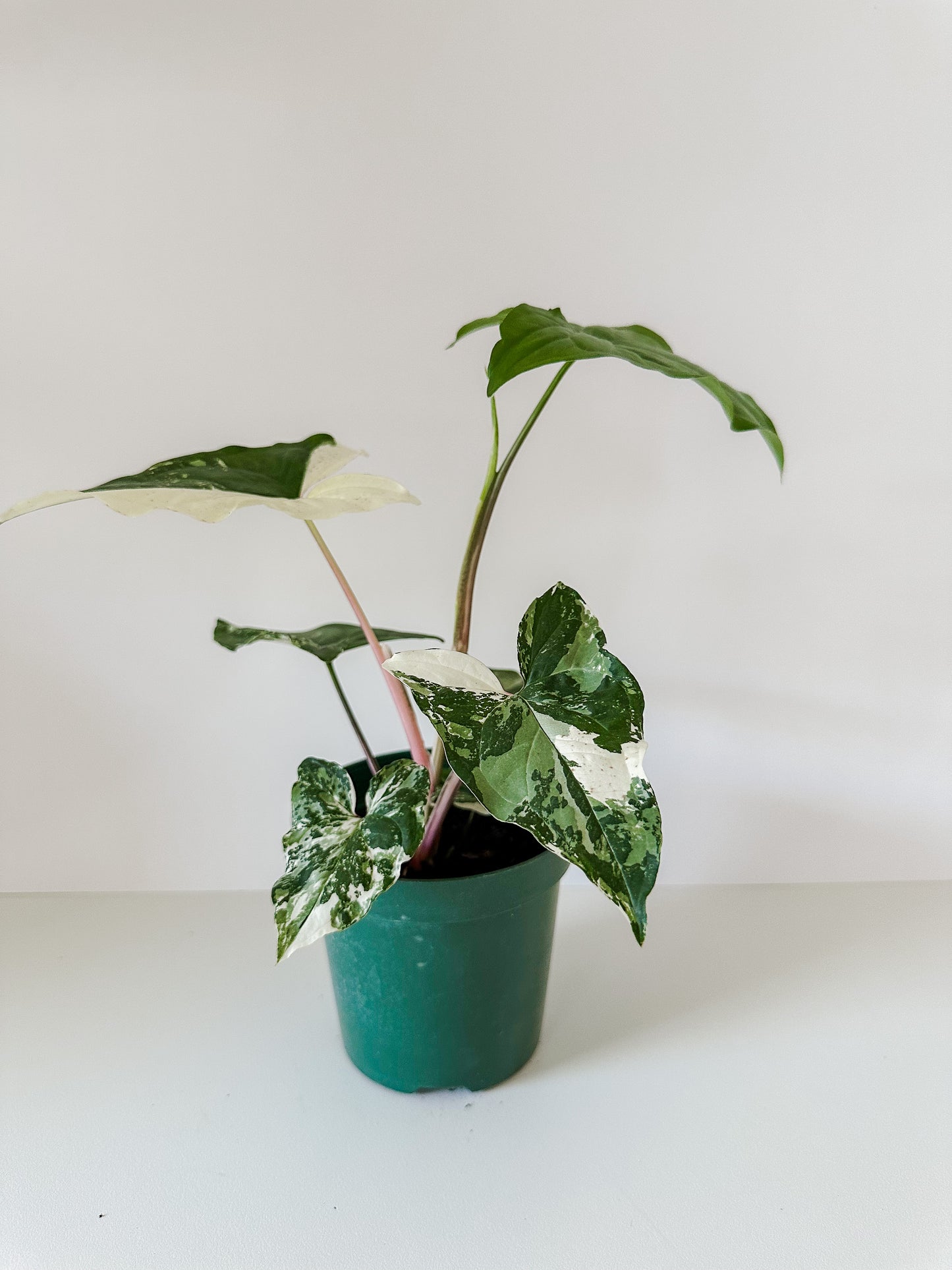 Syngonium 'Albo Variegata'- Gorgeous Shaped Leaves With Stunning White Variegation- Tropical Houseplant- 4 Inch Nursery Pot