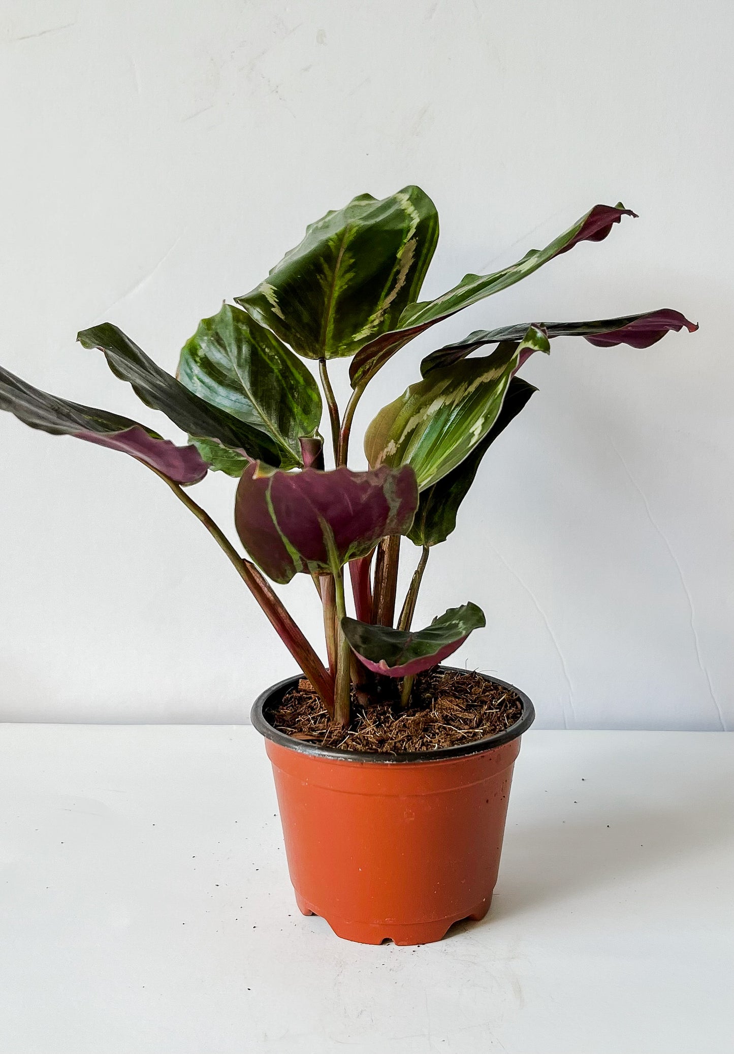 Calathea Roseopicta 'Medallion' Prayer Plant (🐾 Pet Friendly)
