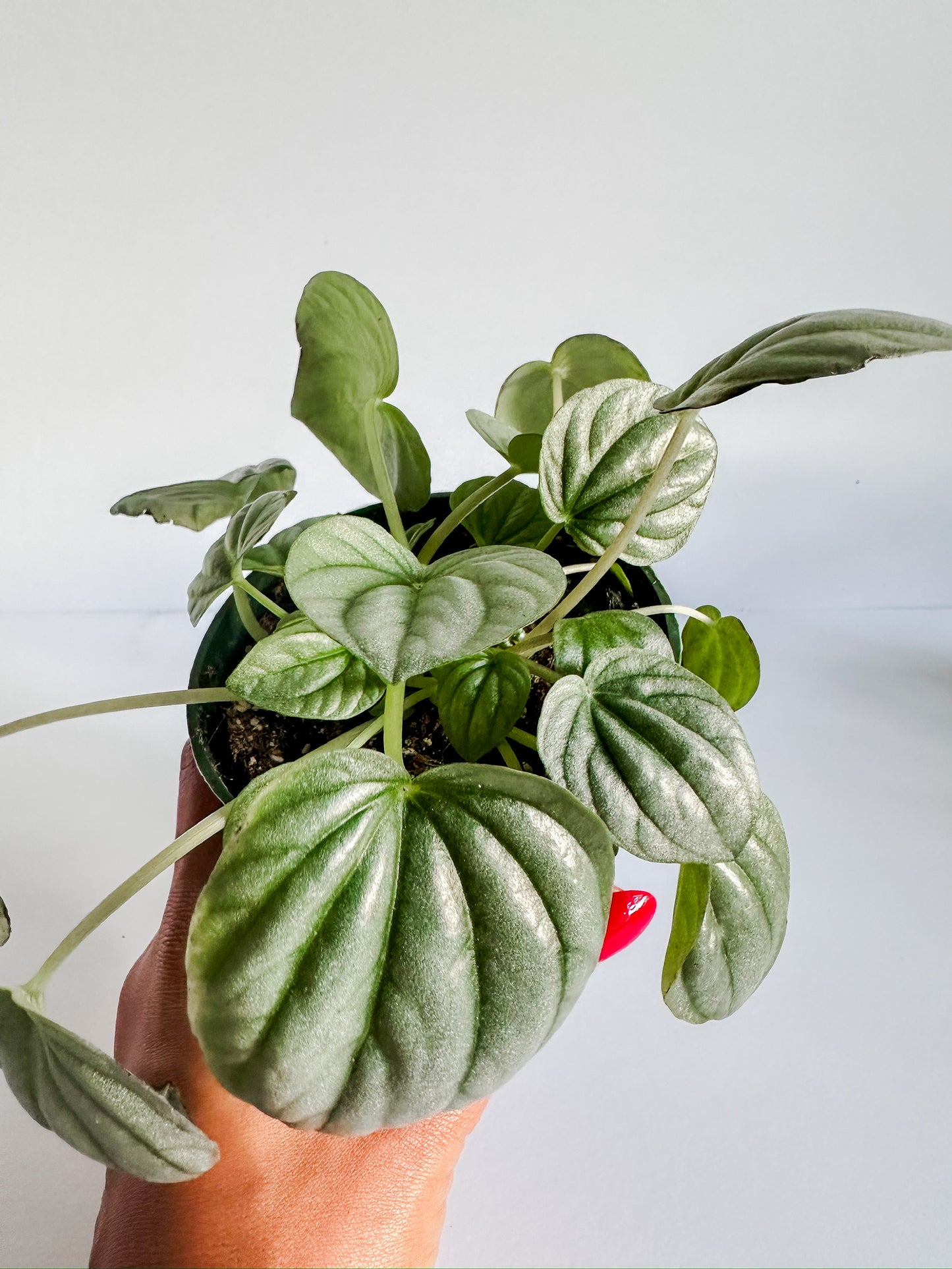 Peperomia Griseoargentea 'Frost', (🐾 Pet Friendly), Low Light Live Plant- 4" or 6" Nursery Pot