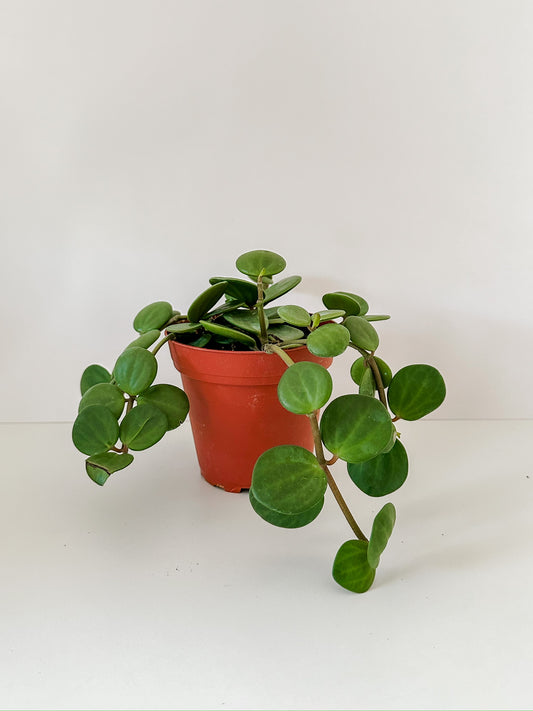 Peperomia Tetraphylla 'Hope'- (🐾 Pet Friendly), 🌱 Beginner-Friendly, Low Light & Maintenance- Tropical Houseplant- (3 Inch, 4 Inch, Or 6 Inch Nursery Pot)