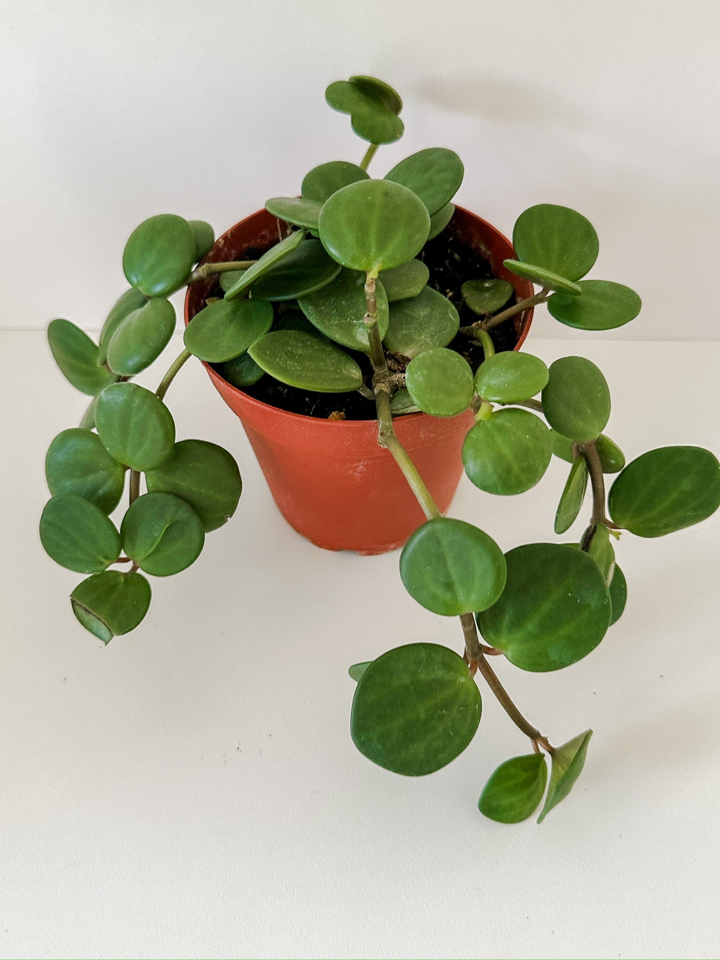 Peperomia Tetraphylla 'Hope'- (🐾 Pet Friendly), 🌱 Beginner-Friendly, Low Light & Maintenance- Tropical Houseplant- (3 Inch, 4 Inch, Or 6 Inch Nursery Pot)