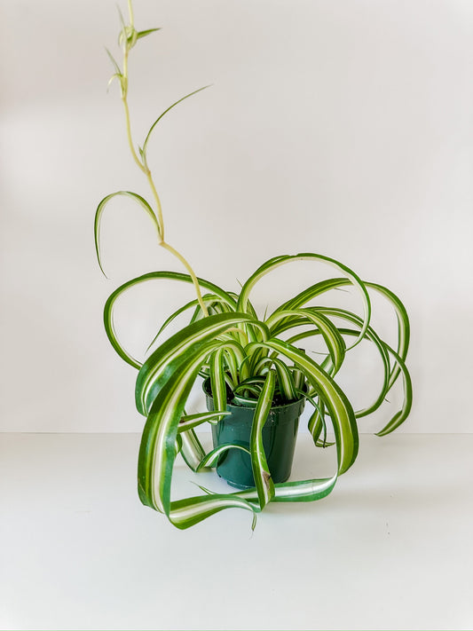 Chlorophytum Spider Plant 'Bonnie'- 🌱  Beginner-Friendly, (🐾 Pet Friendly), Vining Tropical Houseplant- (4 Inch or 6 Inch Nursery Pot)