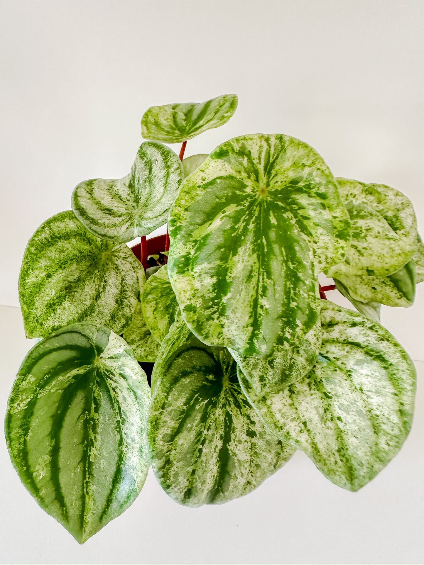 Peperomia 'Watermelon Variegated'- Stunning Watermelon Patterned Leaves With White Cream Speckled & Splashy Variegation- Tropical Houseplant- (6 Inch Nursery Pot)