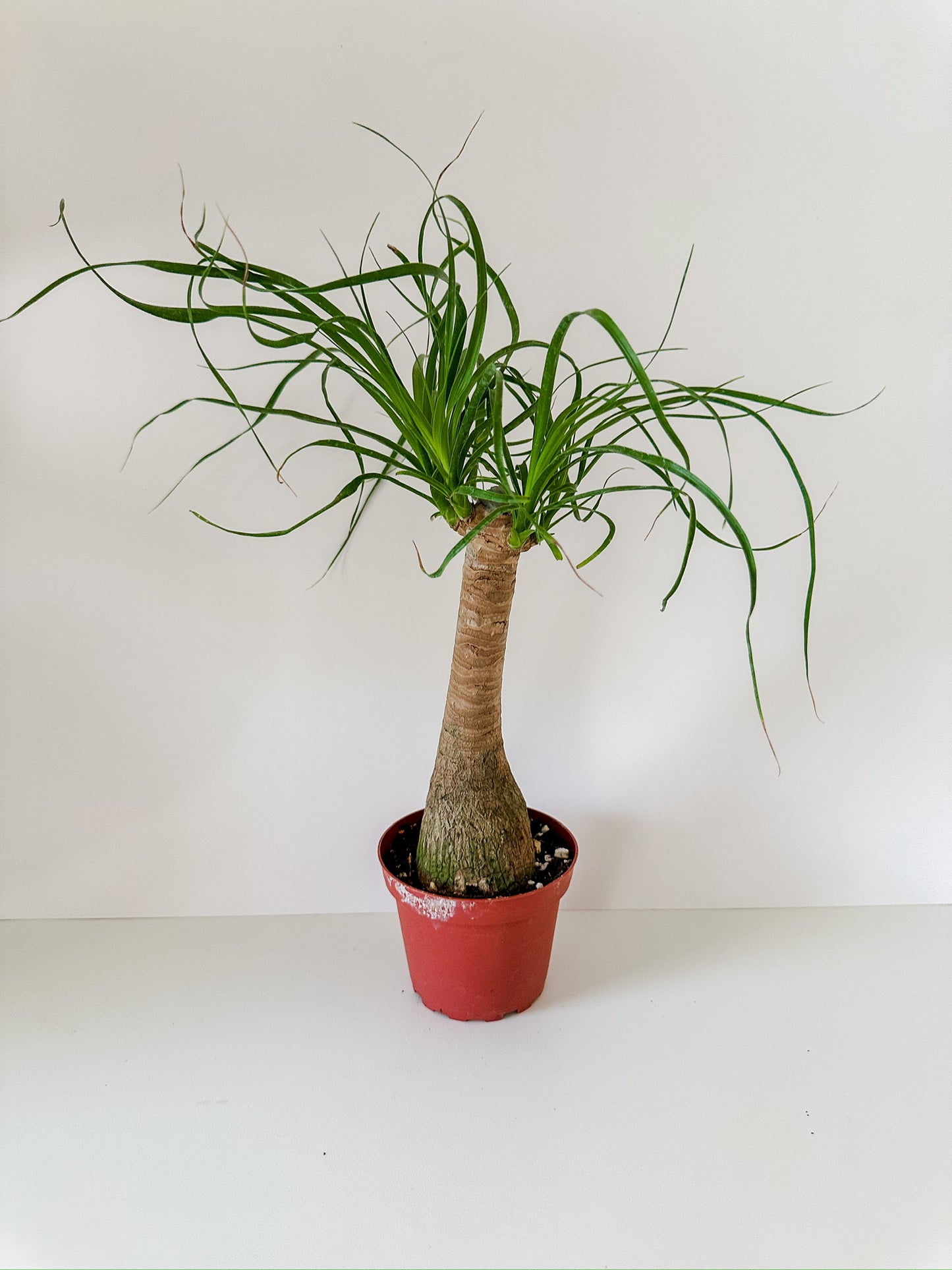 Beaucarnea Recurvata 'Ponytail Palm'- 🌱 Beginner-Friendly, Funky Looking Stump, Low Maintenance Tropical Stump Houseplant- (4 Inch Nursery Pot)