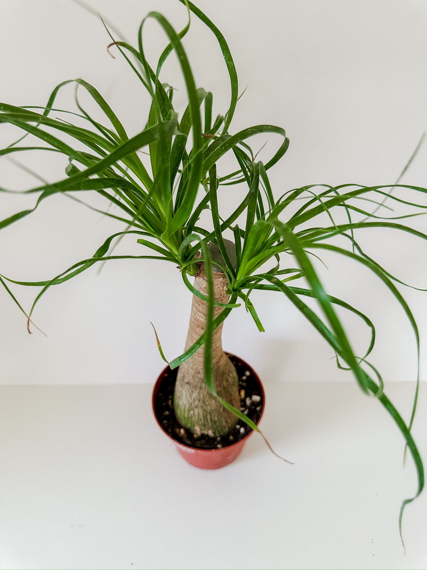 Beaucarnea Recurvata 'Ponytail Palm'- 🌱 Beginner-Friendly, Funky Looking Stump, Low Maintenance Tropical Stump Houseplant- (4 Inch Nursery Pot)