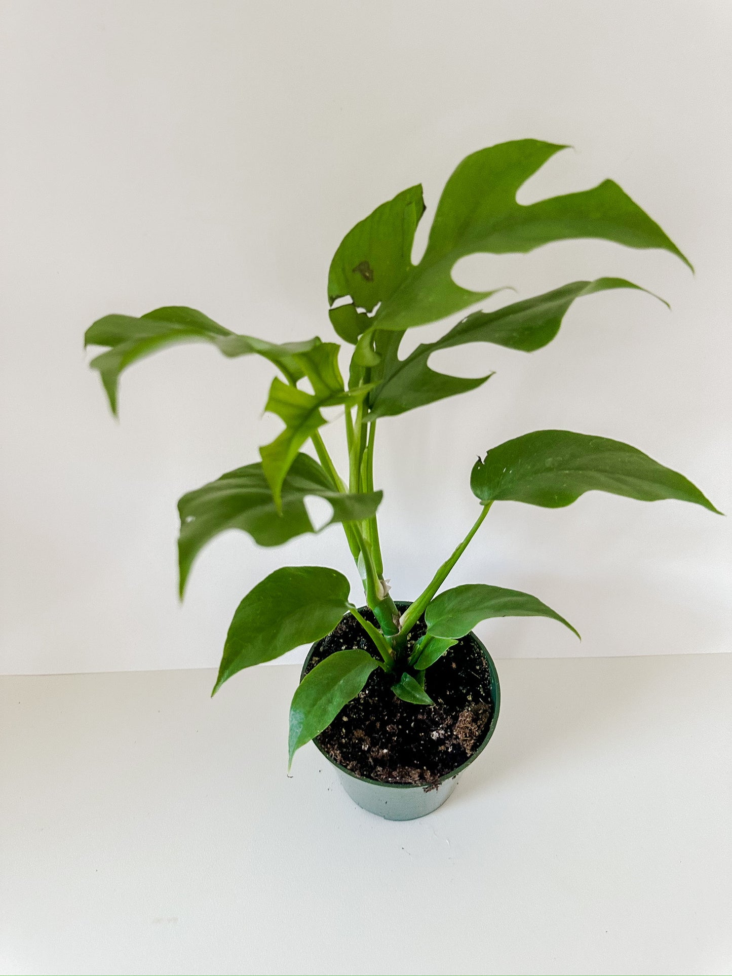 Rhaphidophora Tetrasperma 'MINI MONSTERA'- Beautiful Fenestrated Leaves, Climbing Plant, 🌱  Low Maintenance- Tropical Houseplant- (4 Inch or 6 Inch Nursery Pot)