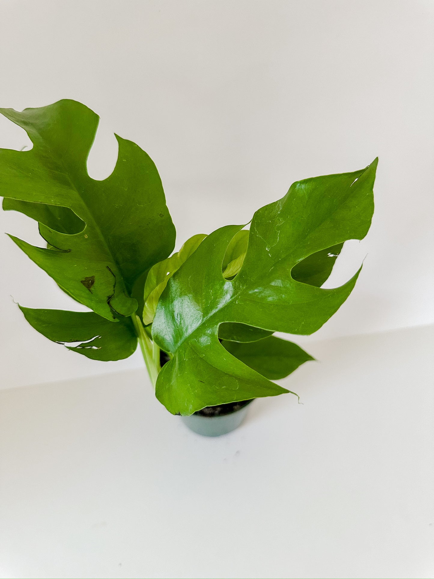 Rhaphidophora Tetrasperma 'MINI MONSTERA'- Beautiful Fenestrated Leaves, Climbing Plant, 🌱  Low Maintenance- Tropical Houseplant- (4 Inch or 6 Inch Nursery Pot)