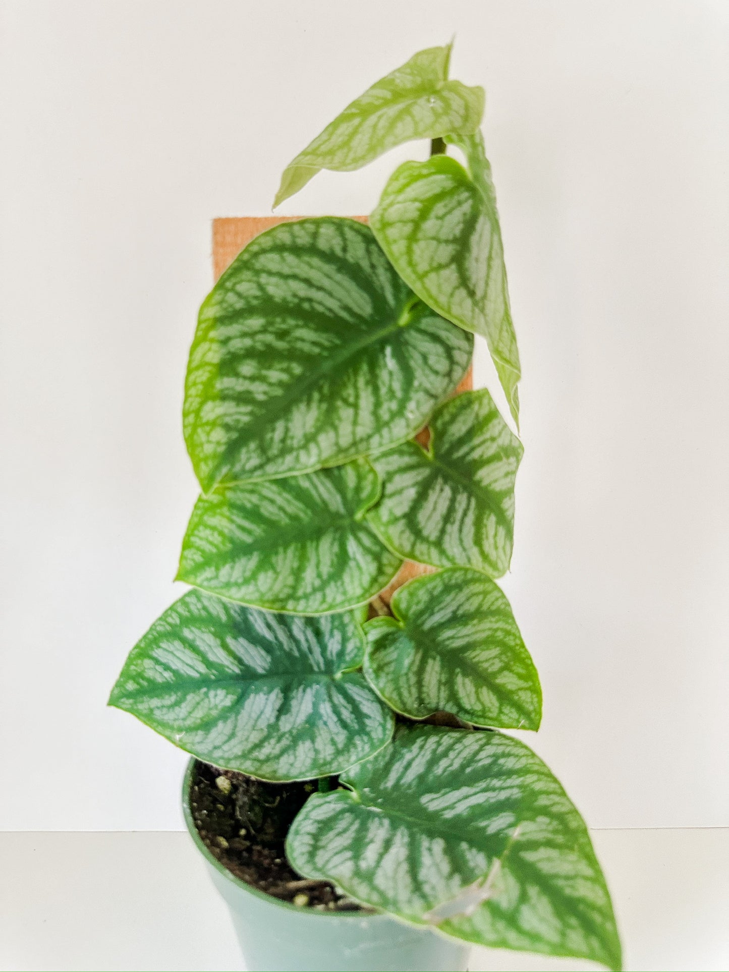 Monstera 'Dubia' (Shingle Plant)- Small Heart Shaped Leaves With Unique Patterned Leaves, Climbing Monstera- Tropical Houseplant- (4 Inch Nursery Pot)